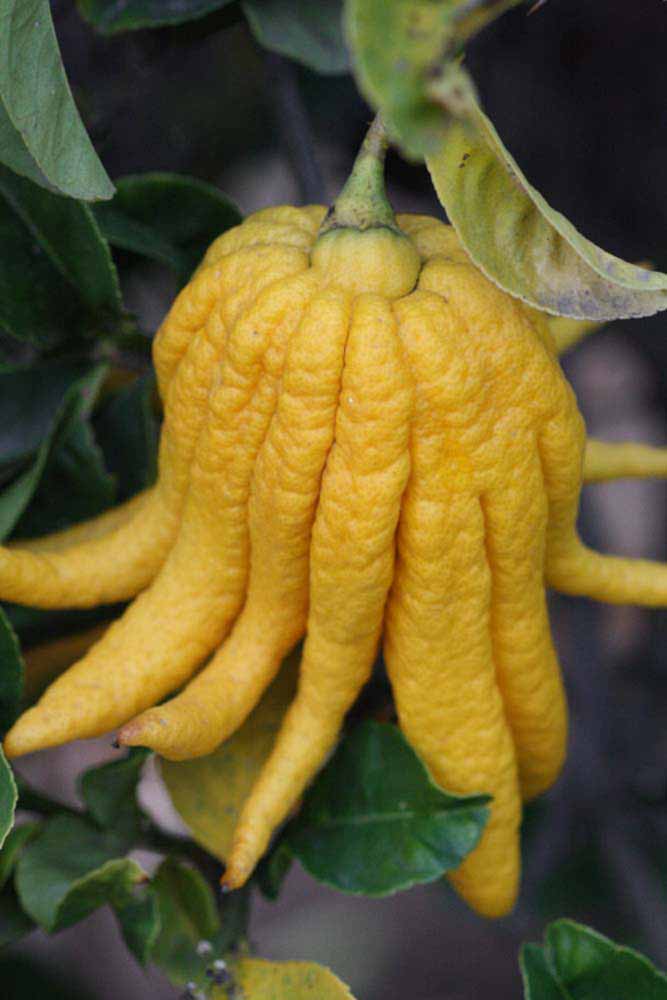 Fruit (Riverside, CA)   